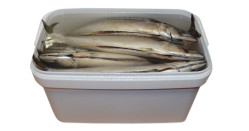 Скумбрия с головой в солёном рассоле, ведро (чистый вес 5 кг) Mooijer