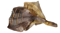 Сушёная солёная камбала